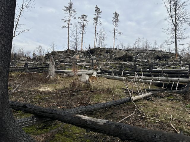 Der Waldbrand von 2022